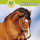 Metazoa voor uw paard